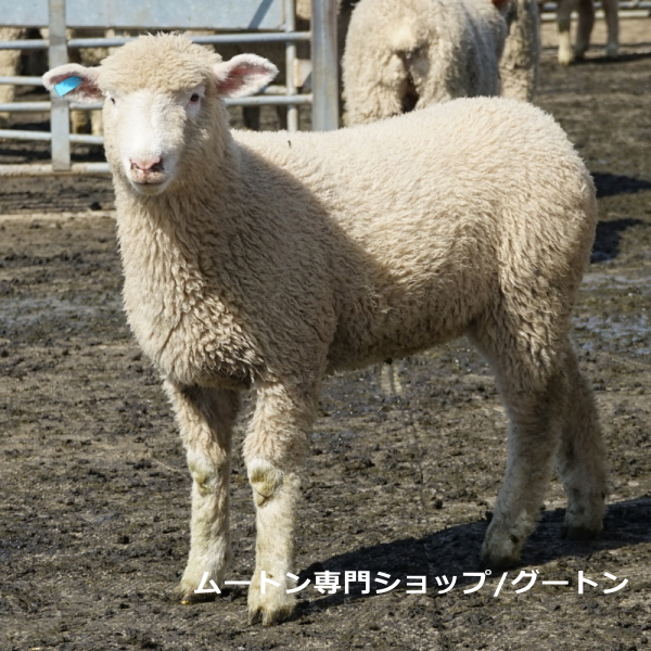 アンショーンラムでスプリングラム