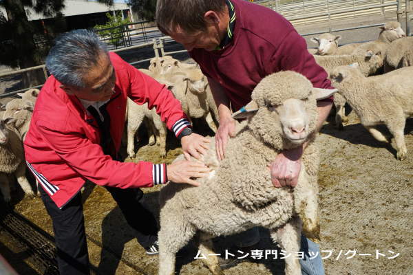 今年生まれたスプリングラム「アンショーンラム」